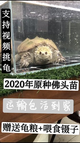 鳄龟原种纯佛鳄龟大鳄龟爆刺鳄鱼龟苗小鳄龟佛鳄龟苗观赏宠物乌龟