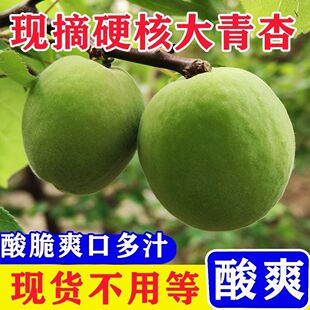 2026大青杏现货新鲜水果杏子陕西酸杏绿杏应季农家软核杏一件包邮