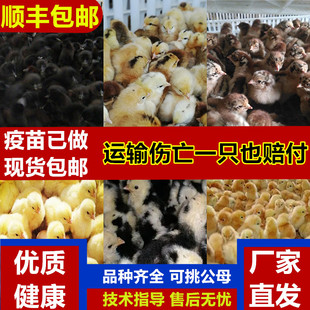 小鸡活体鸡土鸡五黑鸡芦花母鸡宠物鸡大红公鸡绿壳蛋青脚鸡九斤红