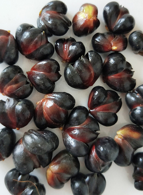 初代卷丹百合籽龙山特产百合子可食用2024年新货卷丹百合花籽