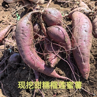 云南榴莲蜜薯新鲜红薯6月开挖正宗甜番薯丝滑黄心烤地瓜流油自种