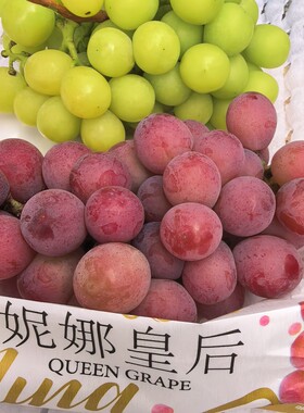现摘妮娜皇后与阳光玫瑰葡萄组合各一斤新鲜水果树熟