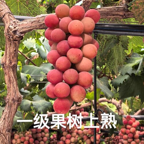 现摘妮娜皇后葡萄云南6月上市一级果树上熟新鲜水果苹果酒香