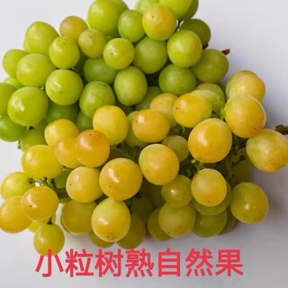 现摘农家阳光玫瑰葡萄不膨果小颗粒新鲜水果3斤包邮树熟青印提子
