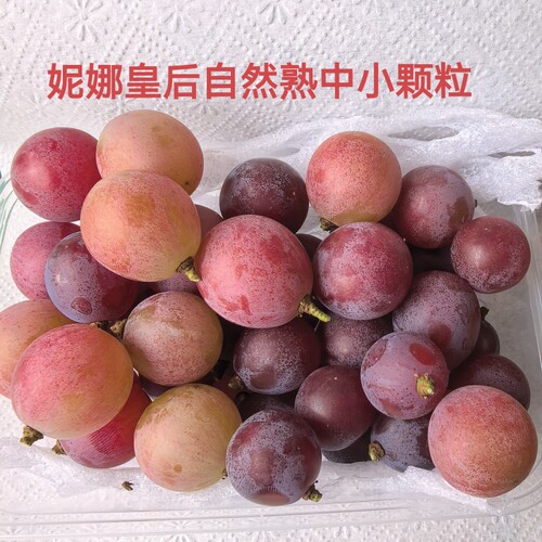 妮娜皇后葡萄树上熟中小颗粒