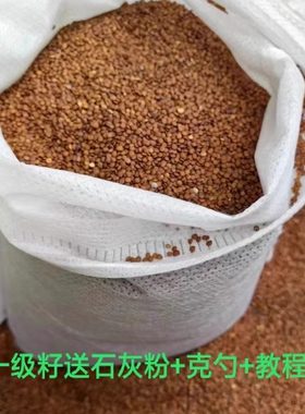 精品一级手搓冰粉籽25年新籽云南假酸浆籽木瓜凉水原料新货送石灰