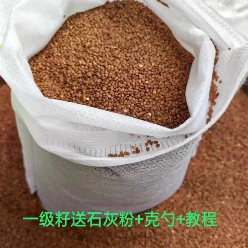 精品一级手搓冰粉籽25年新籽云南假酸浆籽木瓜凉水原料新货送石灰