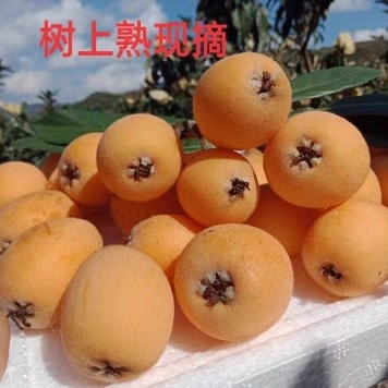 云南蒙自甜枇杷新鲜水果1月现摘纯甜与酸甜需要枇杷叶备注