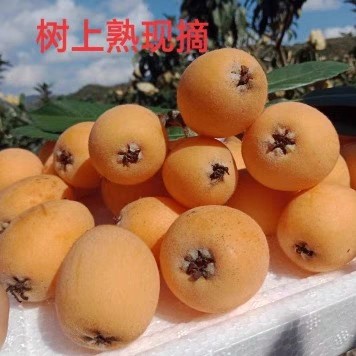 云南蒙自甜枇杷新鲜水果9月新上市纯甜或酸甜需要枇杷叶备注