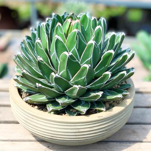 龙舌兰植物世之雪多肉植物