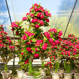 大红花虎刺梅大花大叶铁海棠庭院阳台均可养开花户外植物