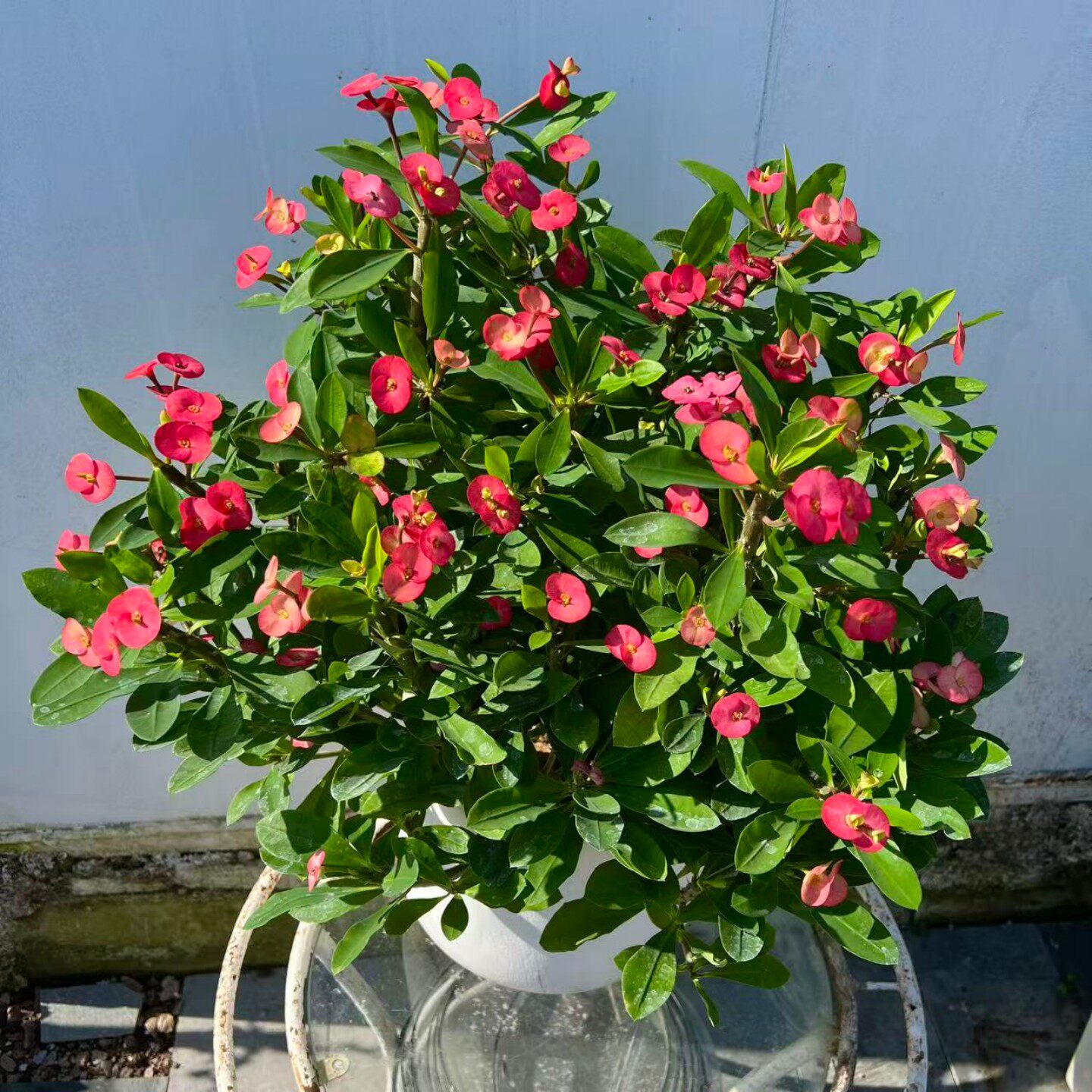 无刺虎刺梅铁海棠花卉盆栽室内外阳台绿植耐晒耐热勤开花