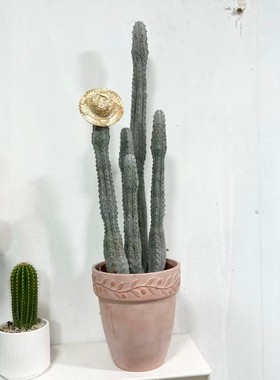 阳台庭院无刺仙人掌盆栽雅迪麒麟灰色水泥柱沙生植物庭院造景室内