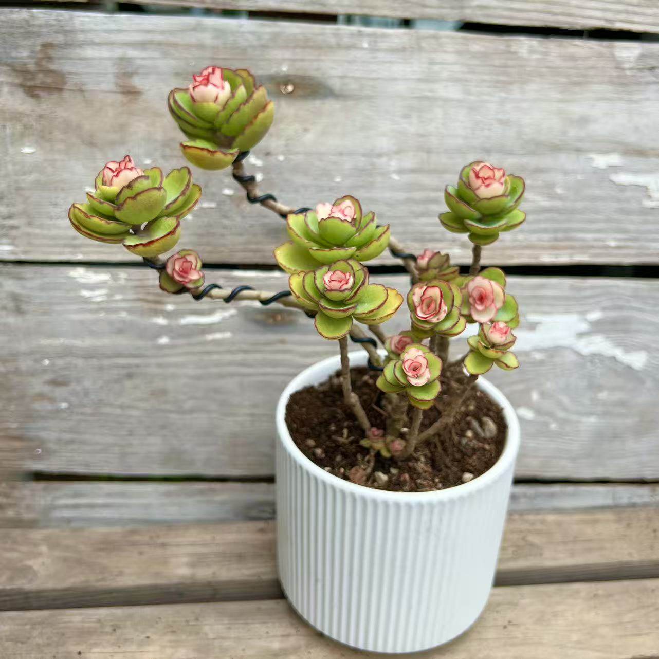 粉色锦绣牡丹多肉植物木质老桩绿植盆栽新手好养盆栽庭院露养药锦