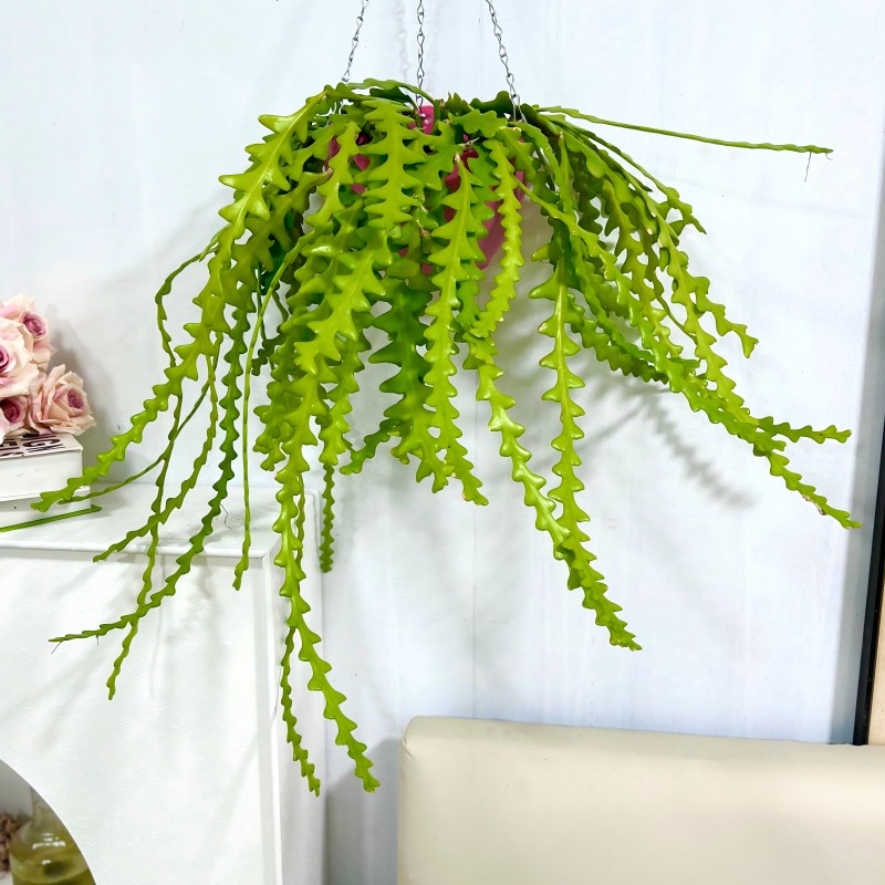 室内绿植好养可水培植物鱼骨令箭