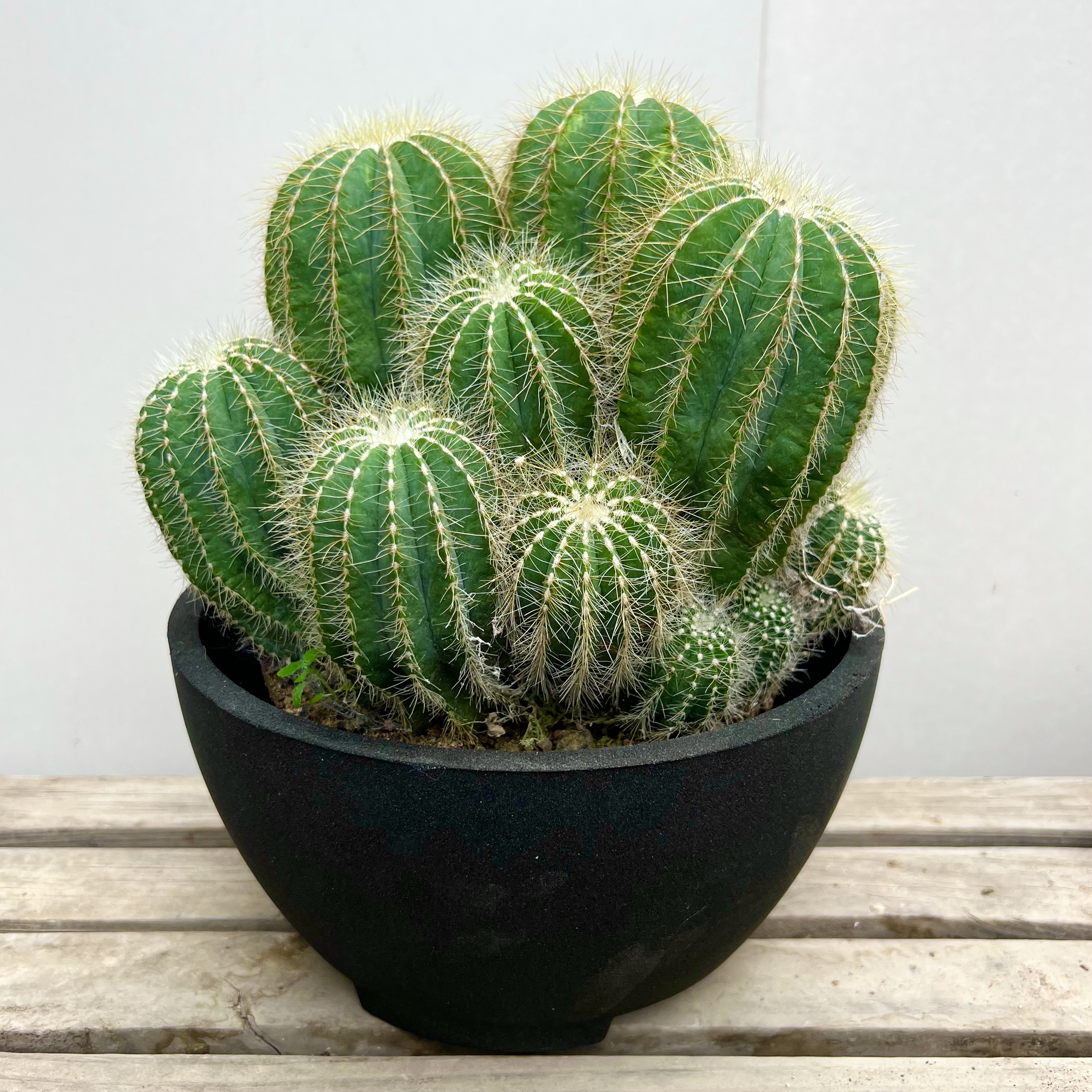 仙人球盆栽银冠金冠群生夏季好养阳台庭院沙生植物造景耐热耐旱