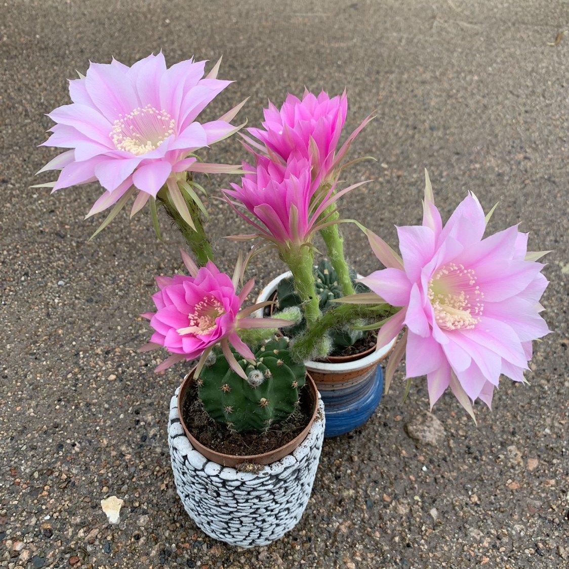 易开花仙人球粉花短毛丸开花时间长春夏秋开花