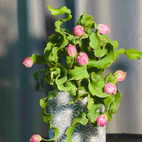 昙花室内可养阳台美观