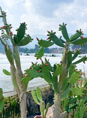 无刺仙人掌胭脂仙人掌红色花仙人掌可食用懒人花卉净化空气