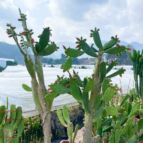 庭院阳台简单可食用型仙人掌带花