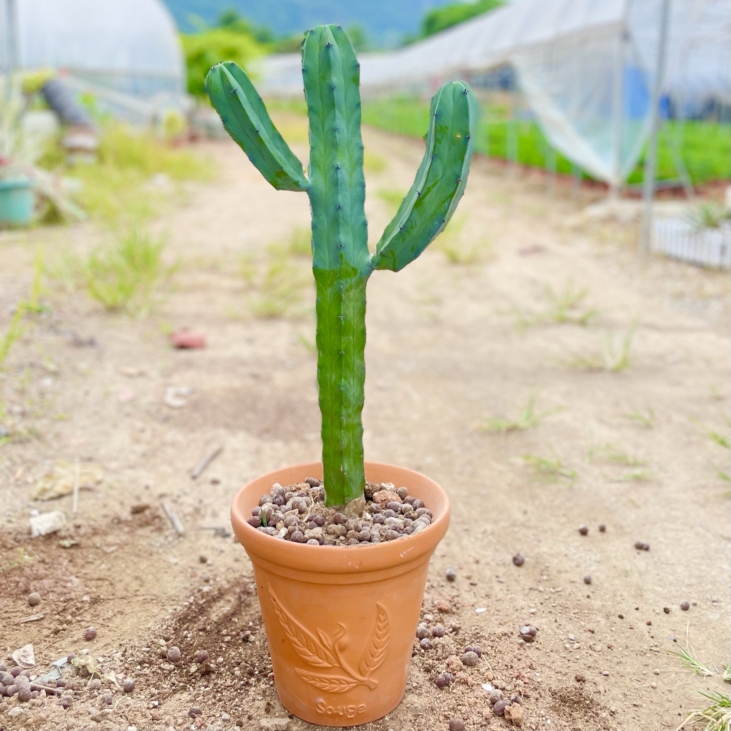 仙人柱植物仙人掌龙神木室内超大量天尺仙人球大凤龙防辐射3号