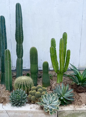 室外绿植耐热沙生植物造景