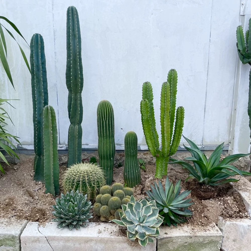 室外绿植耐热沙生植物造景