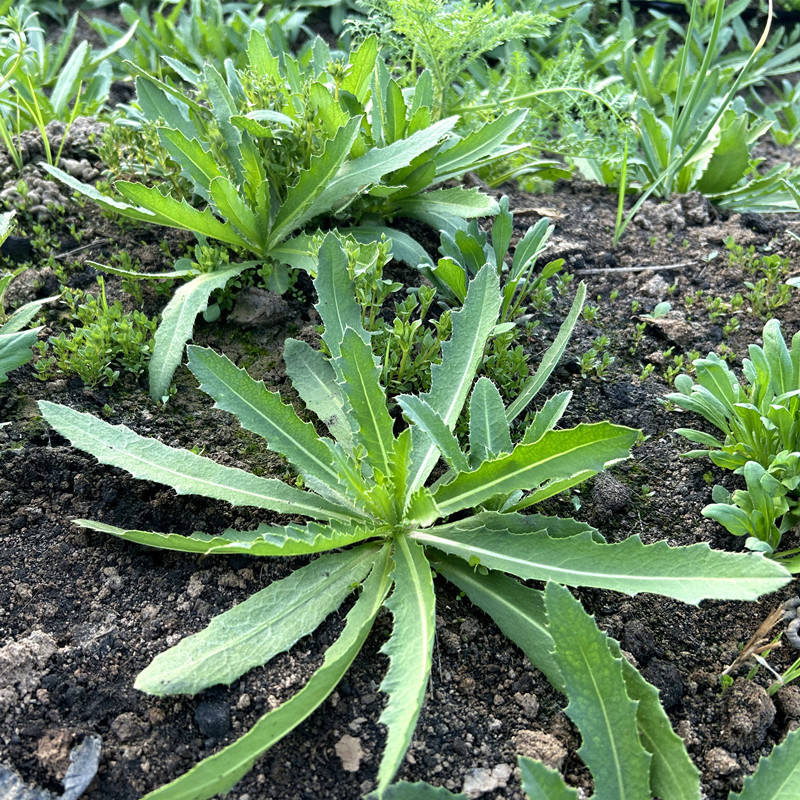 现挖刺儿菜小蓟草新鲜七七芽野菜流鼻血用剔剔牙刺角芽刺老芽