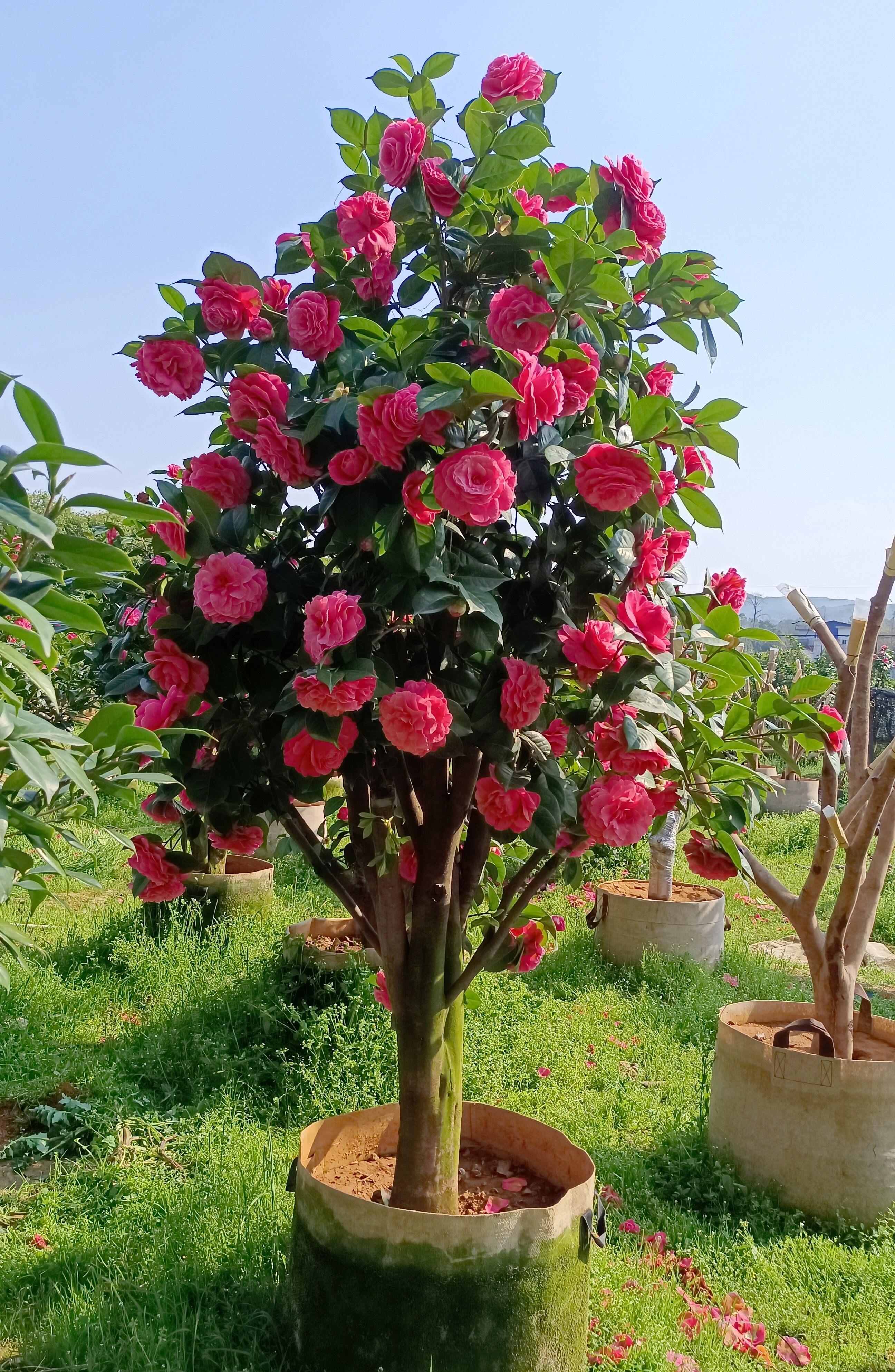 大型古桩茶花盆栽情人节芙蓉香波庭院绿植耐寒花卉一物一拍包邮