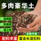 多肉土专用颗粒营养土老桩肉肉种植养花叶插通用进口泥炭土铺面石