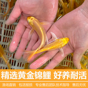 黄金锦鲤金鱼冷水鱼热带鱼淡水纯种招财鱼风水鱼观赏鱼可混养鱼苗