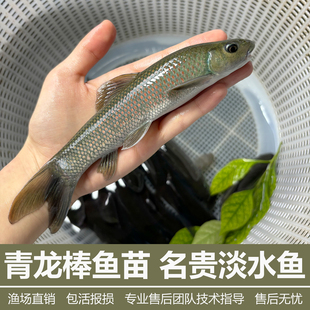 青龙棒鱼苗吃青苔川华鲮鱼沉香鱼稀有淡水原生溪流广温性底层观赏