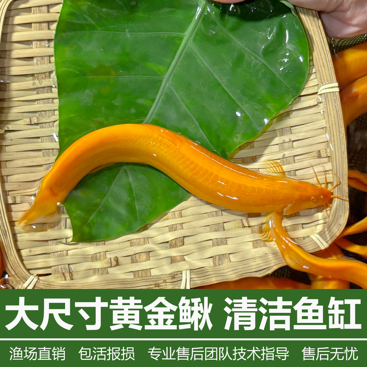黄金泥鳅大尺寸冷水清道夫鱼缸除藻清洁工具鱼练手活鱼观赏可食用