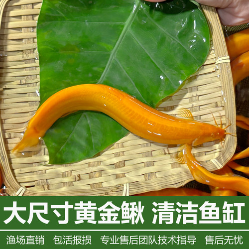 黄金泥鳅大尺寸冷水清道夫鱼缸除藻清洁工具鱼练手活鱼观赏可食用