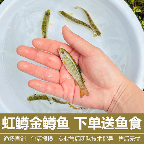 虹鳟鱼苗金鳟鱼苗淡水三文鱼冷水凶猛鱼淡水养殖食用鱼高山溪流鱼