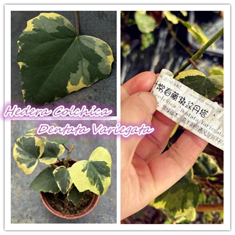 常春藤   斑纹丹塔   Hedera Colchica Dentata Variegata  稀有