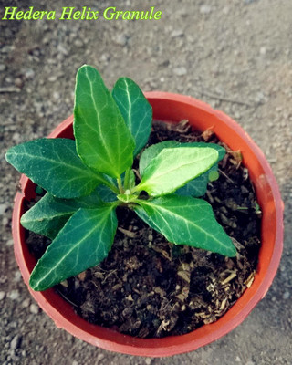 常春藤 小米粒 Hedera Helix Granule 稀有品种