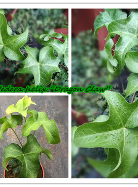 常春藤 龙爪  Hedera helix “dragon claw” 稀有品种