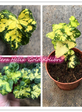 常春藤'金科瑞布' Hedera Helix 'Gold Kolibri ' 稀有品种