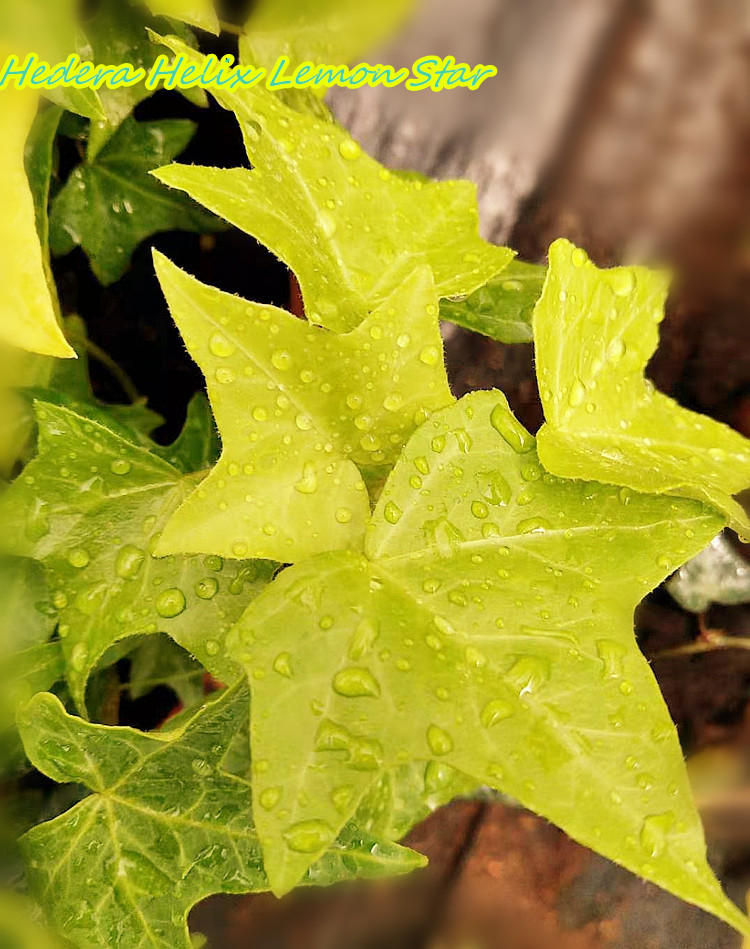 常春藤柠檬之星稀有品种