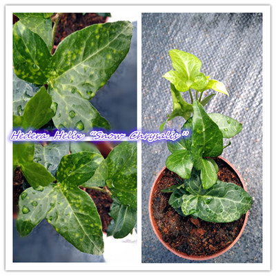 常春藤 雪之蛹 Hedera Helix “Snow chrysalis ” 稀有品种