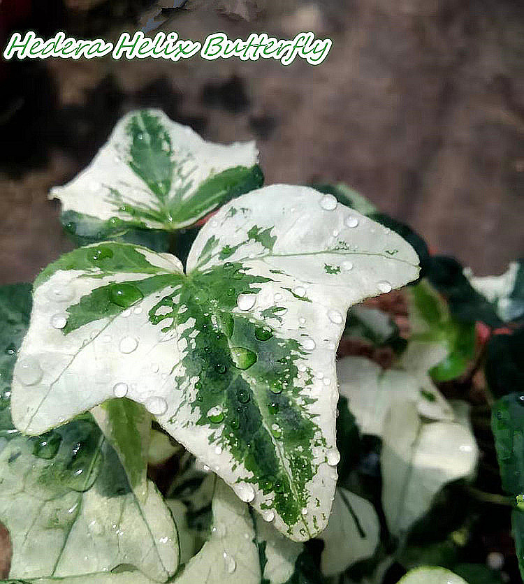 常春藤蝴蝶白色恋人稀有品种