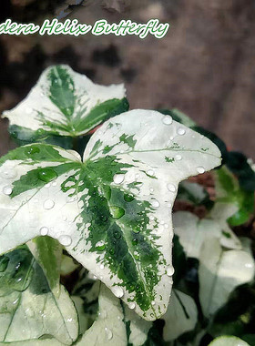 常春藤  蝴蝶 Hedera Helix 'Butterfly'  白色恋人  稀有品种