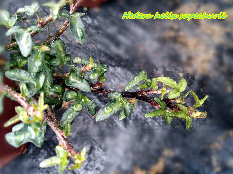 常春藤  斯佩奇利  Hedera Helix Supechurii  最小叶常春藤