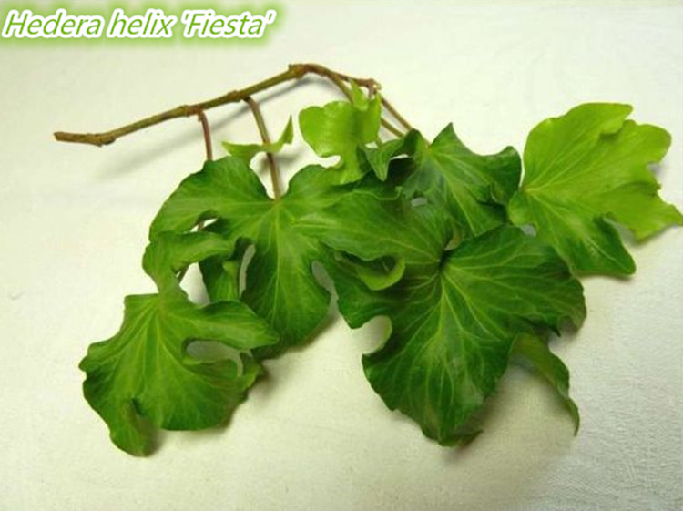 常春藤   嘉年华 狮子头 Hedera helix 'Fiesta'  稀有品种