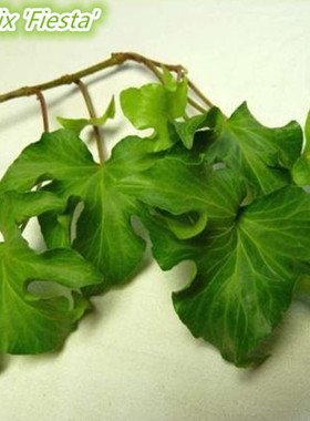 常春藤   嘉年华 狮子头 Hedera helix 'Fiesta'  稀有品种
