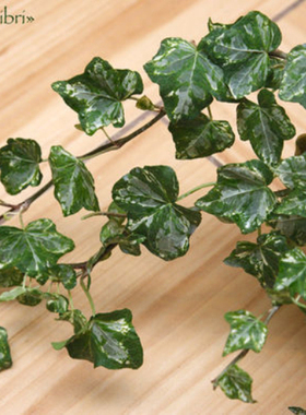 常春藤 迷彩 Hedera Helix ’Kolibri‘  稀有品种