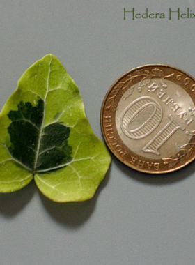 常春藤 闪童 hedera helix 'flashback' 稀有品种