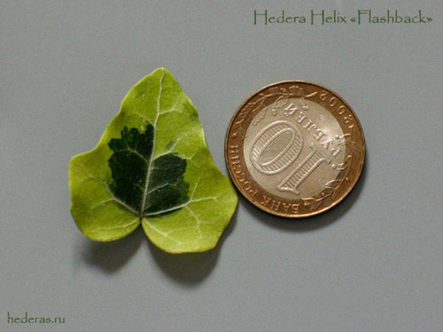 常春藤 闪童 hedera helix 'flashback' 稀有品种