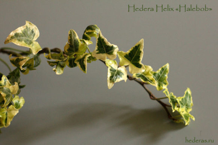 常春藤 金伊芙 Hedera Helix Halebob 稀有品种